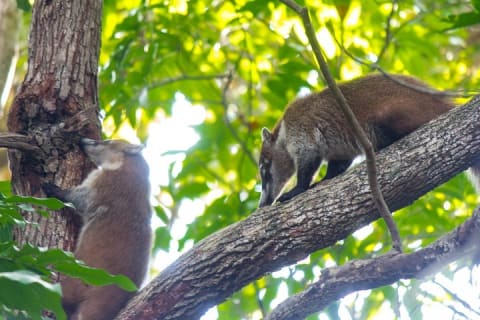 Tulum Bike Tour - Mayan Ruins & Tacos + optional Cenote Swim — photo 9