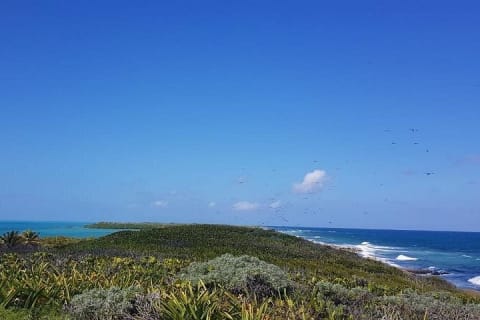 Isla Contoy — photo 8