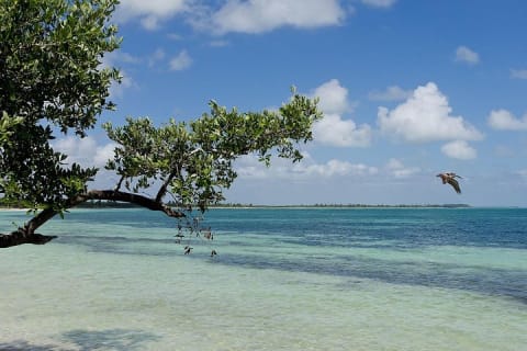Sian Ka'an the green jewel, Biosphere Reserve Tour. Lunch & Snorkel included. — photo 12
