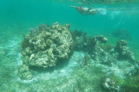 Guided Tour of Puerto Morelos Reefs with Snorkeling Experience — photo 15