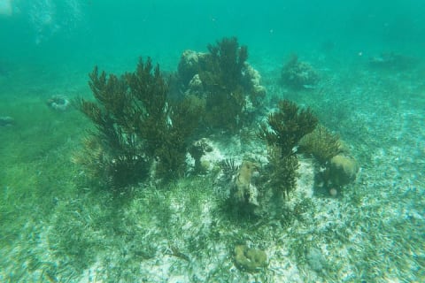 Reef Snorkeling with ATV, Zipline, Cenote that includes lunch and transportation — photo 6