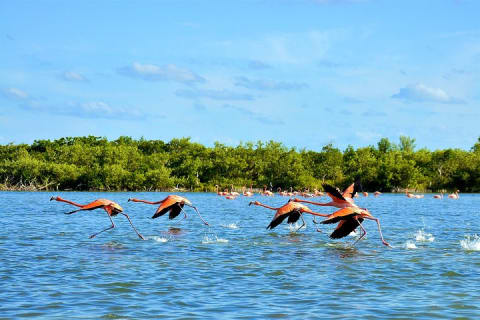 Discover the FABULOUS PINK WATERS in the Caribean — photo 6