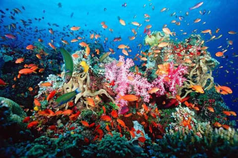 Guided Tour of Puerto Morelos Reefs with Snorkeling Experience — photo 8