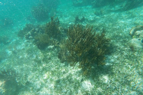 Guided Tour of Puerto Morelos Reefs with Snorkeling Experience — photo 14
