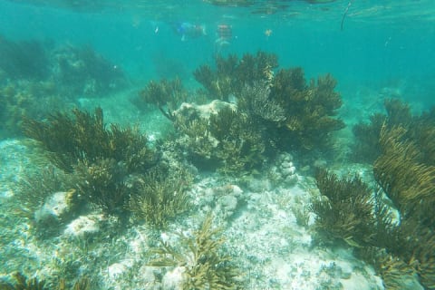 Guided Tour of Puerto Morelos Reefs with Snorkeling Experience — photo 10