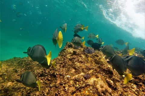 Aventure snorkeling et randonnée vers une plage cachée — photo 4