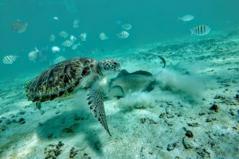 Private Cenote & Snorkeling Tour with Turtles in Akumal — photo 2