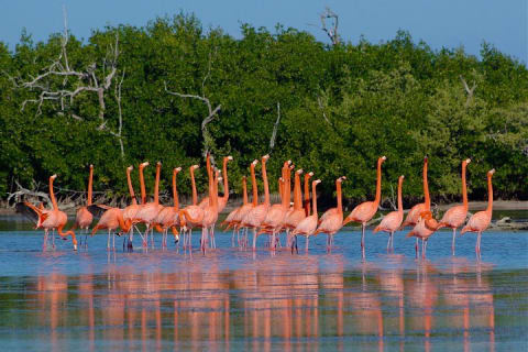 Celestun Nature Reserve Flamingo Tour-Boat to Flamingo Paradise from Merida — photo 1