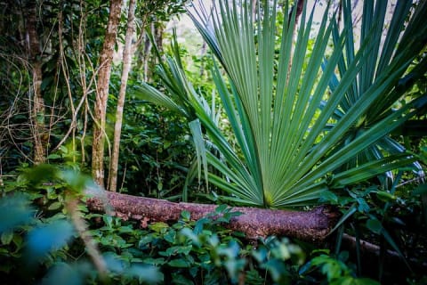 Full-day Mayan Adventure: Tulum ancient city and Temazcal Ritual — photo 6