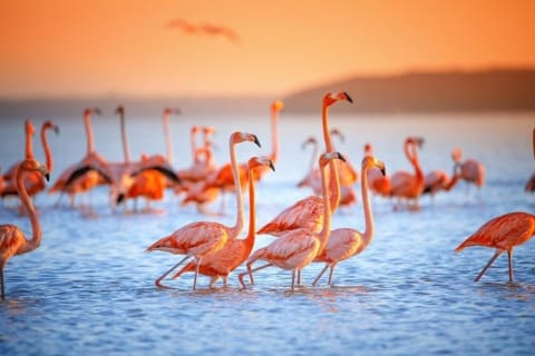 Pink Waters of Las Coloradas, Pink Flamingos and Colonial City of Valladolid with Photographer — photo 2