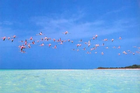 Private Tour To Holbox From Cancun — photo 4