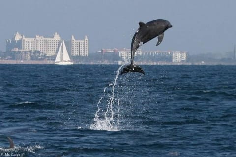 Rencontre avec des dauphins sauvages et aventure de snorkeling — photo 11