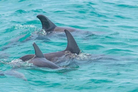 Private tour - Sian Ka´an Adventure — photo 7