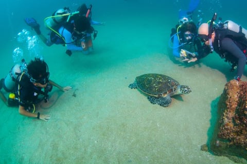 Plongée sous-marine privée à Puerto Vallarta — photo 11