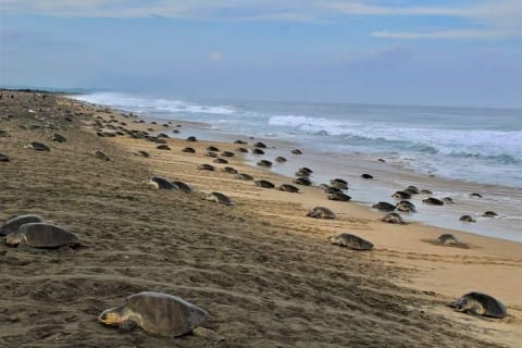 Circuit 4 en 1 - Mazunte, fabrique de cacao, parc national de La Ventanilla et ponte des tortues — photo 2