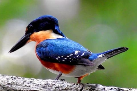 Birdwatching in Sian Ka´an Muyil from Tulum - Shared Group Tour — photo 2