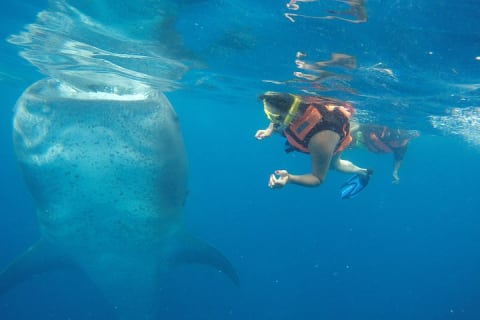 Half Day Whale Shark Tour From Tulum — photo 2