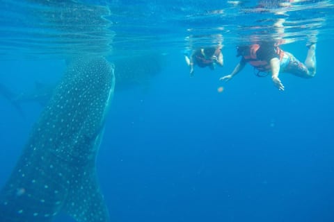 Half Day Whale Shark Tour From Tulum — photo 3