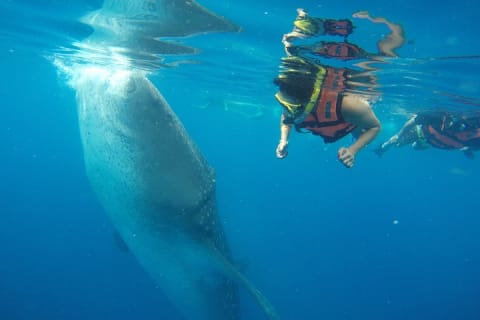 Half Day Whale Shark Tour From Tulum — photo 5