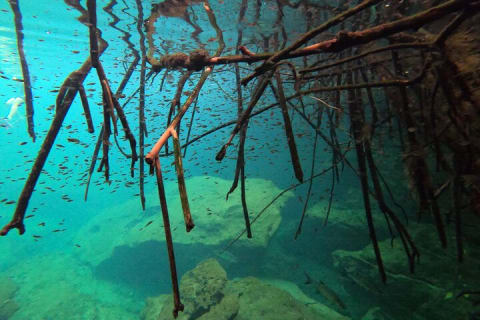 Freediving Intro for Beginners in a Cenote in Tulum Mexico — photo 3
