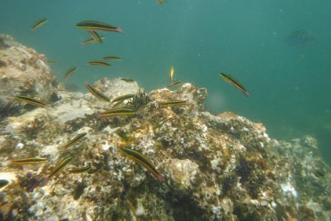 Expérience privée de snorkeling et excursion en bateau à la plage de Las Animas — photo 4