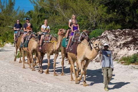 ENJOY UNIQUE CAMEL RIDE in Puerto Morelos with Transportation — photo 1