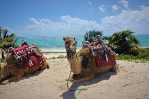 ENJOY UNIQUE CAMEL RIDE in Puerto Morelos with Transportation — photo 7