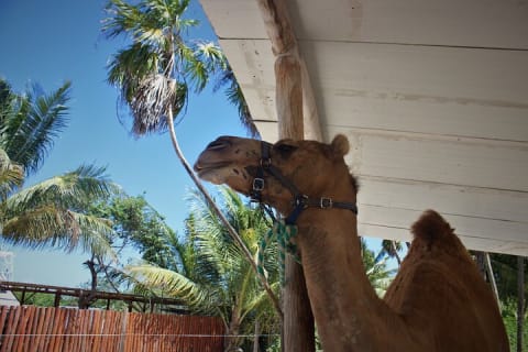 ENJOY UNIQUE CAMEL RIDE in Puerto Morelos with Transportation — photo 8