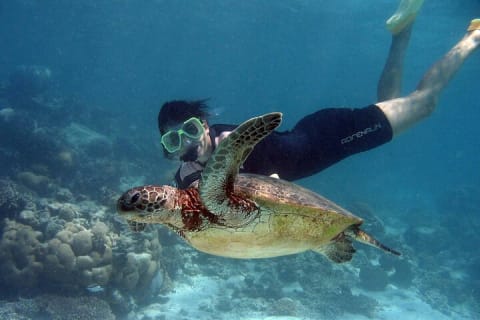 EXPERIENCE SWIMMING with the TURTLES and Discover the amazing Tulum Ruins tours. — photo 4