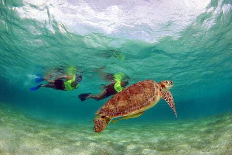 EXPERIENCE SWIMMING with the TURTLES and Discover the amazing Tulum Ruins tours. — photo 5