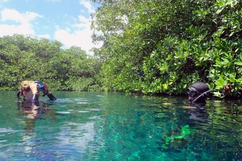 Freediving Intro for Beginners in a Cenote in Tulum Mexico — photo 4