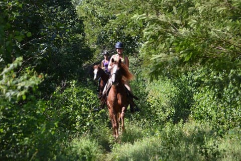 Stroll the Jungle Trails on our Horseback Riding, with transport — photo 3