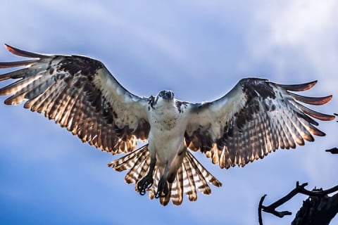 Private Birdwatching Tour in Sian Ka'an Muyil — photo 14