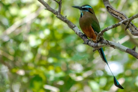 Birdwatching in Coba from Tulum - Shared Group Tour — photo 4