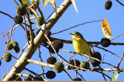 Birdwatching in Coba from Tulum - Shared Group Tour — photo 5
