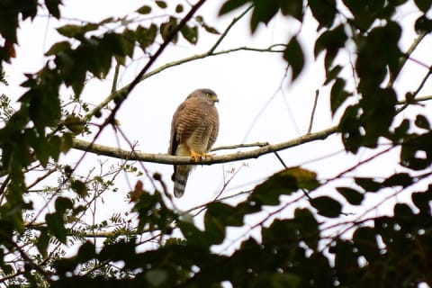 Birdwatching in Coba from Tulum - Shared Group Tour — photo 6