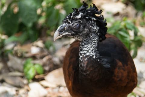 Birdwatching in Coba from Tulum - Shared Group Tour — photo 12