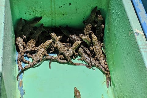 Tour 4 en 1 - Mazunte, fábrica de cacao, La Ventanilla y desove de tortugas — photo 9