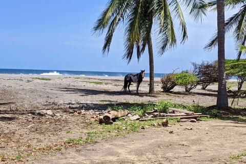 Tour 4 en 1 - Mazunte, fábrica de cacao, La Ventanilla y desove de tortugas — photo 12