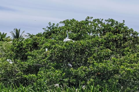 Tour 4 en 1 - Mazunte, fábrica de cacao, La Ventanilla y desove de tortugas — photo 15