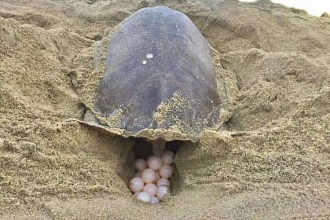 Tour 4 en 1 - Mazunte, fábrica de cacao, La Ventanilla y desove de tortugas — photo 3