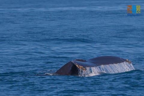 Observation privée des baleines à Puerto Vallarta — photo 1
