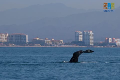 Observation privée des baleines à Puerto Vallarta — photo 3