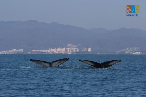 Observation privée des baleines à Puerto Vallarta — photo 4