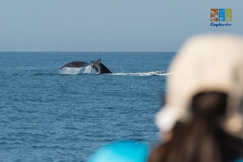 Observation privée des baleines à Puerto Vallarta — photo 5