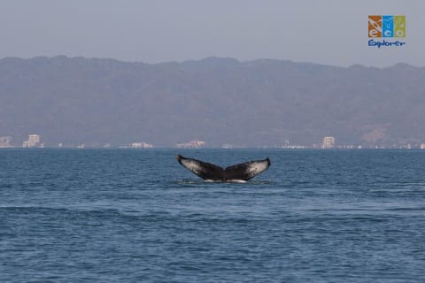 Observation privée des baleines à Puerto Vallarta — photo 6