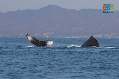Observation privée des baleines à Puerto Vallarta — photo 7