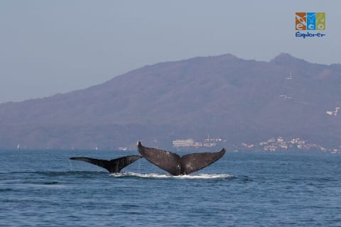 Observation privée des baleines à Puerto Vallarta — photo 8