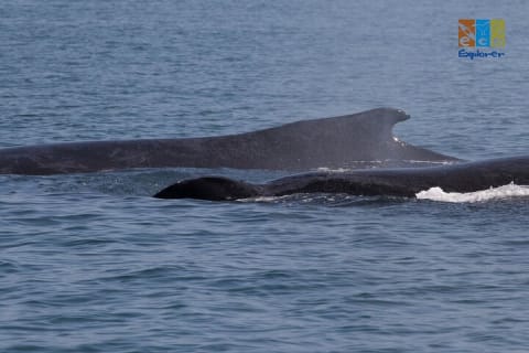 Observation privée des baleines à Puerto Vallarta — photo 9