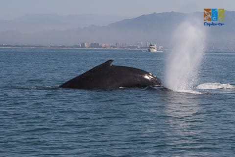 Observation privée des baleines à Puerto Vallarta — photo 10